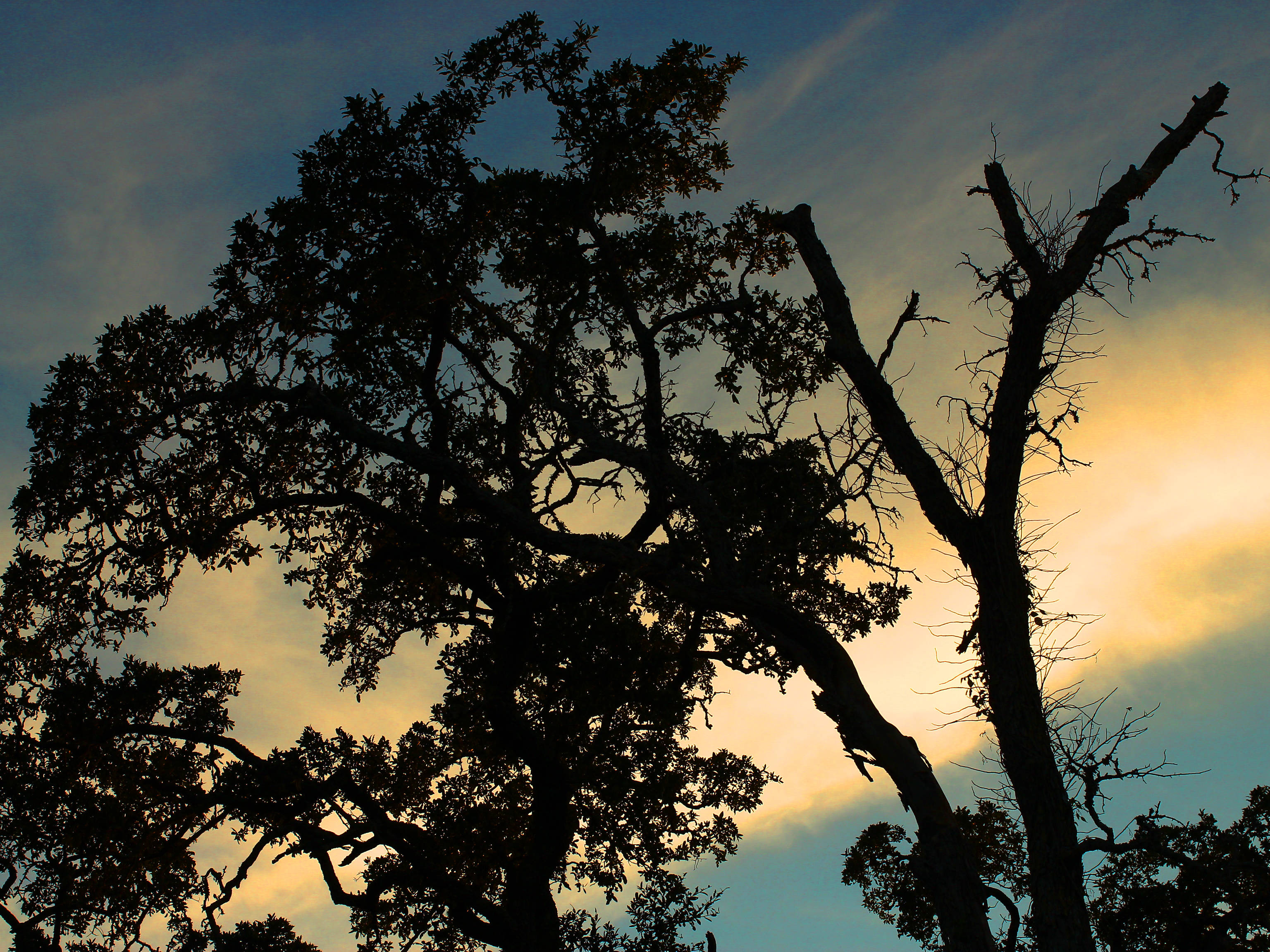 Tree HD Wallpaper | Background Image | 3072x2304