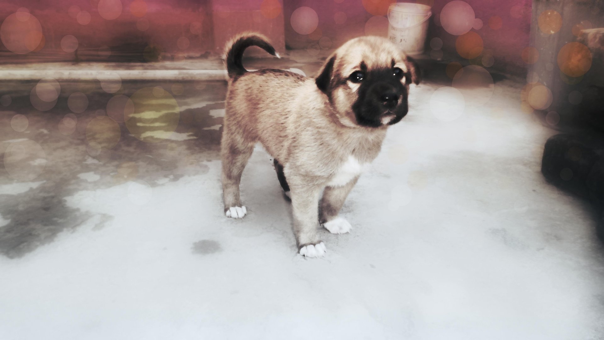 A cute puppy stands on a smooth surface with a softly blurred background, captured in stunning 4K Ultra HD detail for a vibrant PC desktop wallpaper.