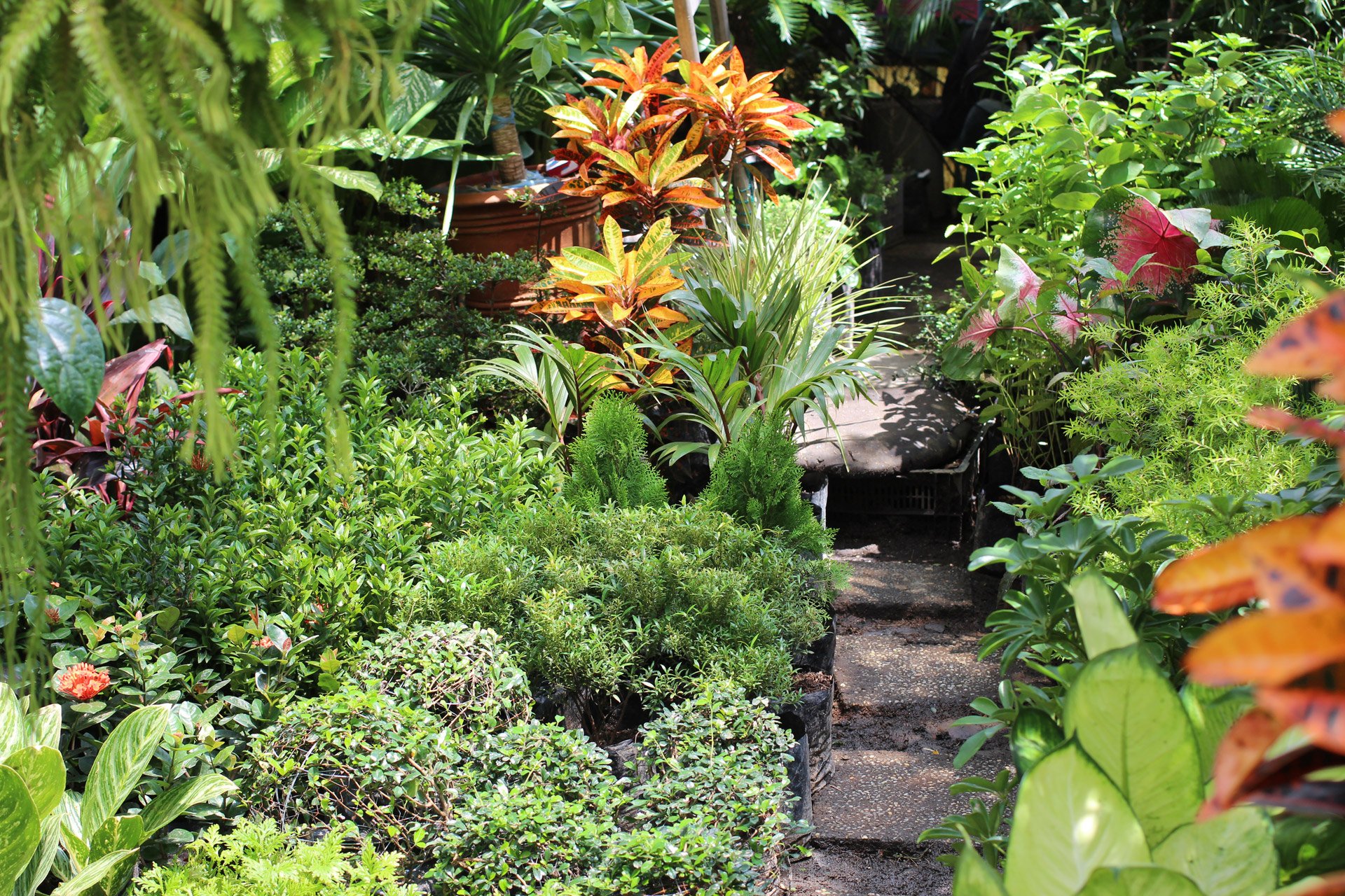 A vibrant garden with lush green leaves and colorful plants along a stone path, captured in high definition for a nature-inspired PC desktop wallpaper.