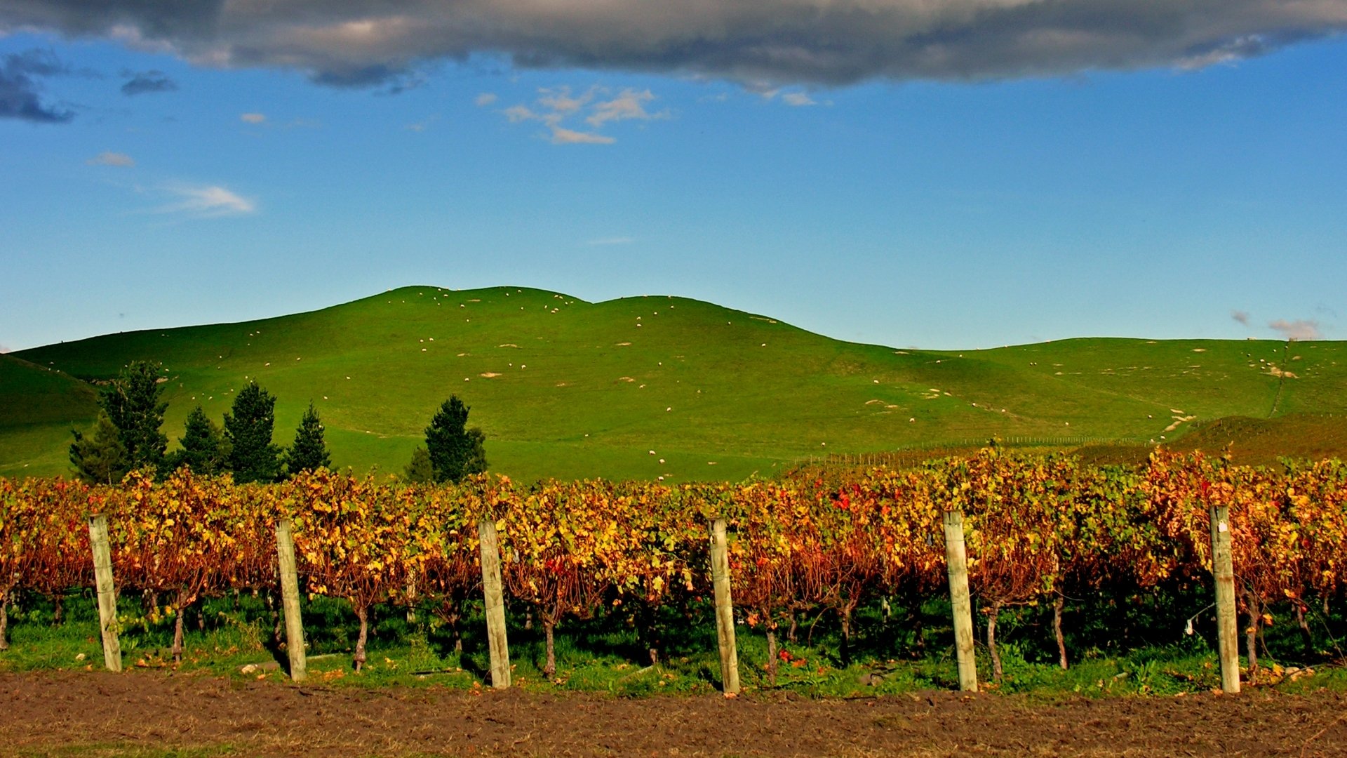 Download Man Made Vineyard HD Wallpaper