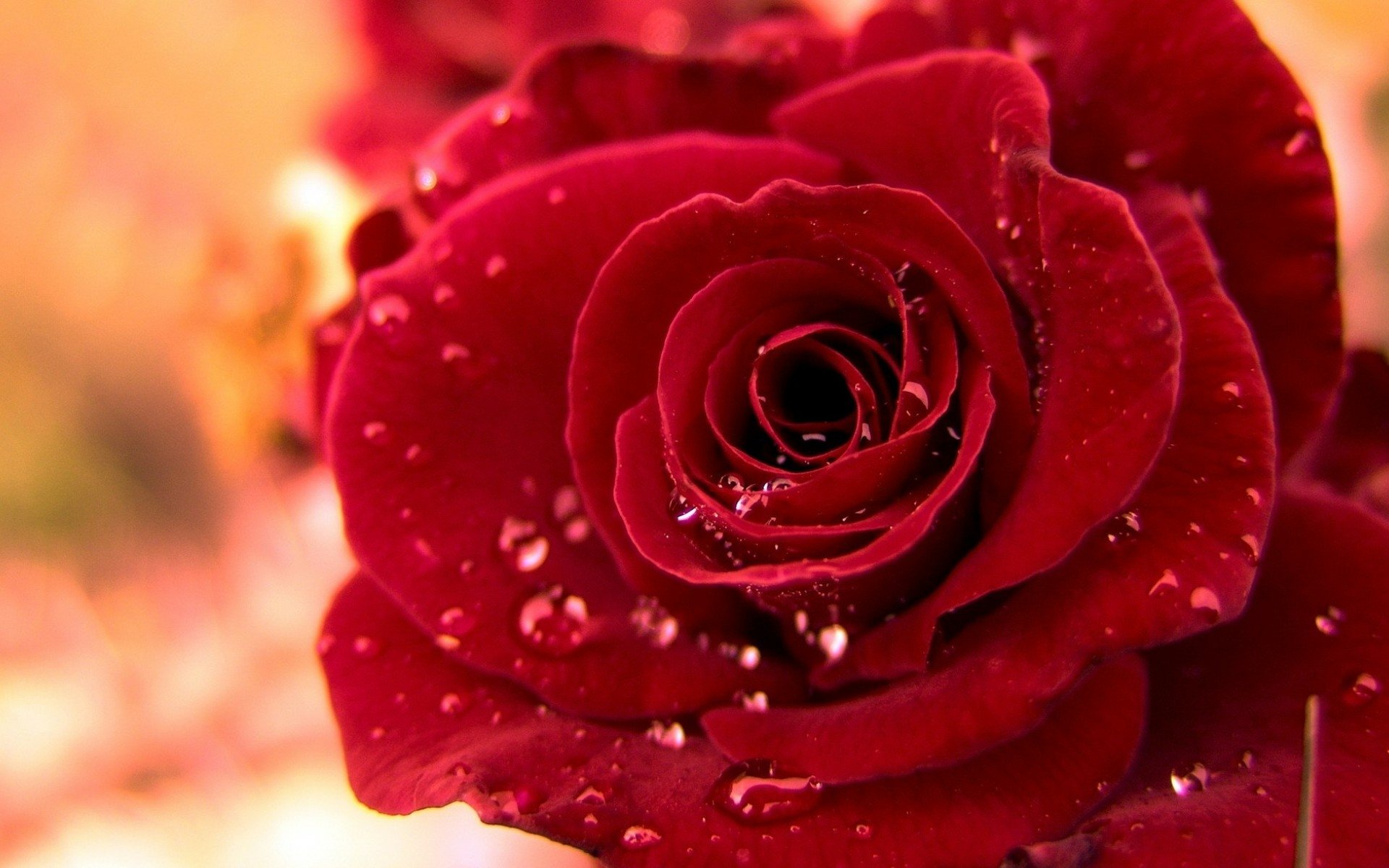Download Dew Petal Nature Rose HD Wallpaper | 1920x1200 | Wallpaper Abyss