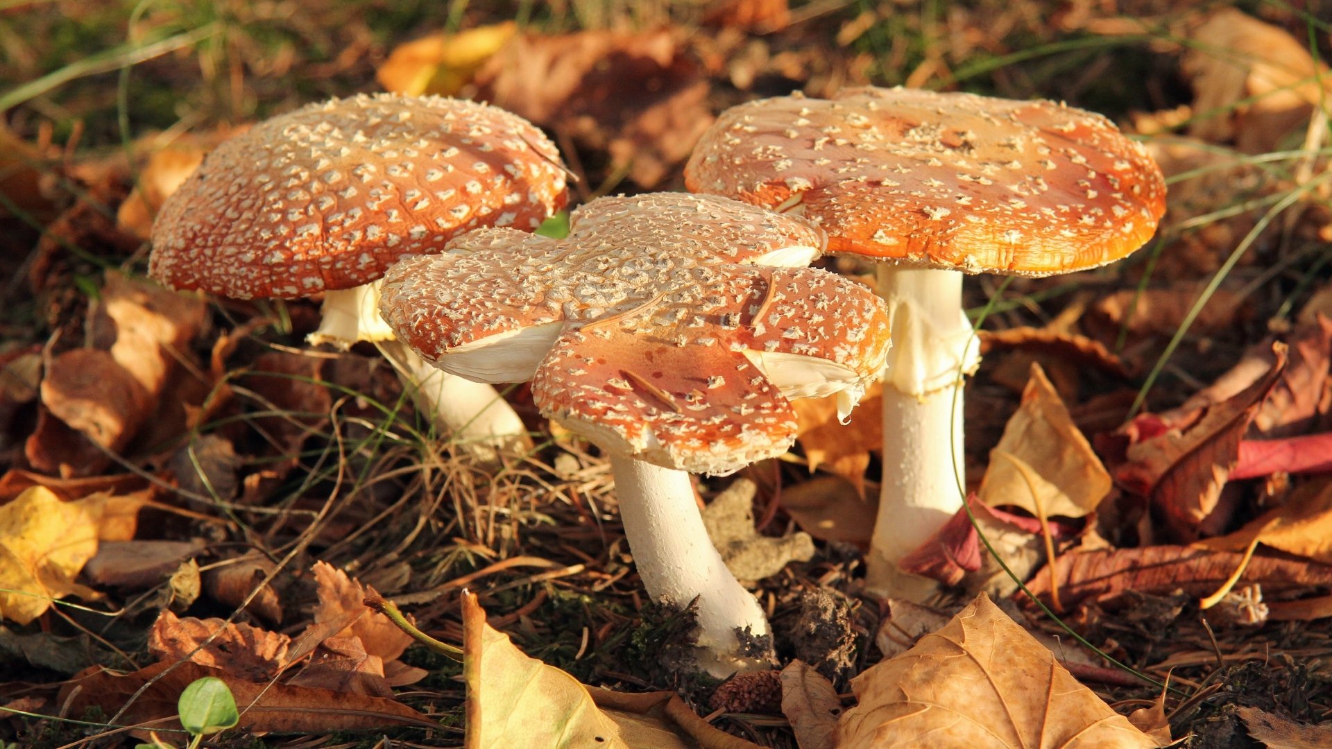 4K Ultra HD PC desktop wallpaper/background: sunlit wild mushrooms with brown, speckled caps rising from a carpet of autumn leaves — nature mushroom scene.