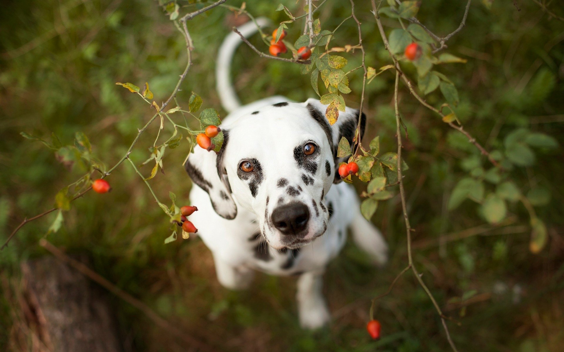 Download Animal Dalmatian HD Wallpaper by Hannah Meinhardt