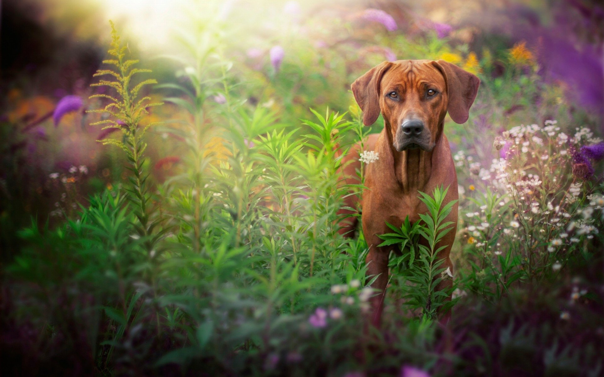 Download Animal Dog HD Wallpaper by Hannah Meinhardt