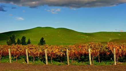 man made vineyard HD Desktop Wallpaper | Background Image