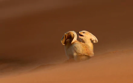 A captivating HD desktop wallpaper showcasing two playful fennec foxes in a serene desert landscape, surrounded by soft sand hues.