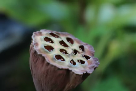 HD desktop wallpaper featuring a close-up of a lotus seed pod against a blurred green foliage background.