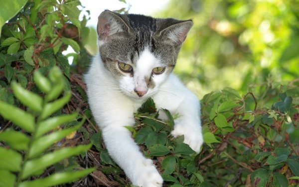 Animal Cat Kitten Cute HD Wallpaper | Background Image