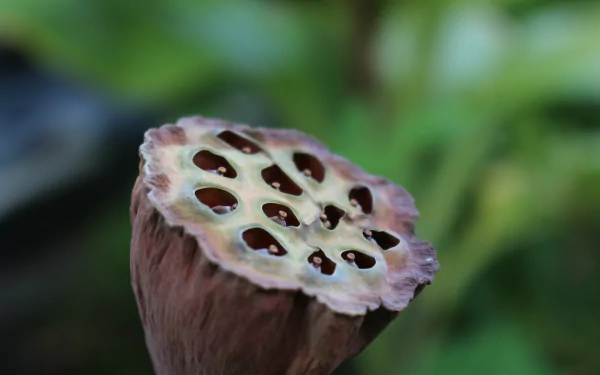 HD desktop wallpaper featuring a close-up of a lotus seed pod against a blurred green foliage background.