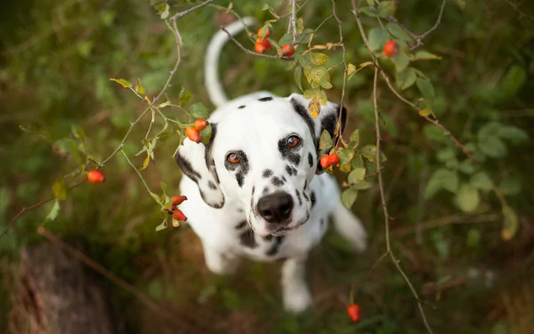 HD desktop wallpaper featuring a Dalmatian dog looking up through branches with small red berries in a natural green setting.