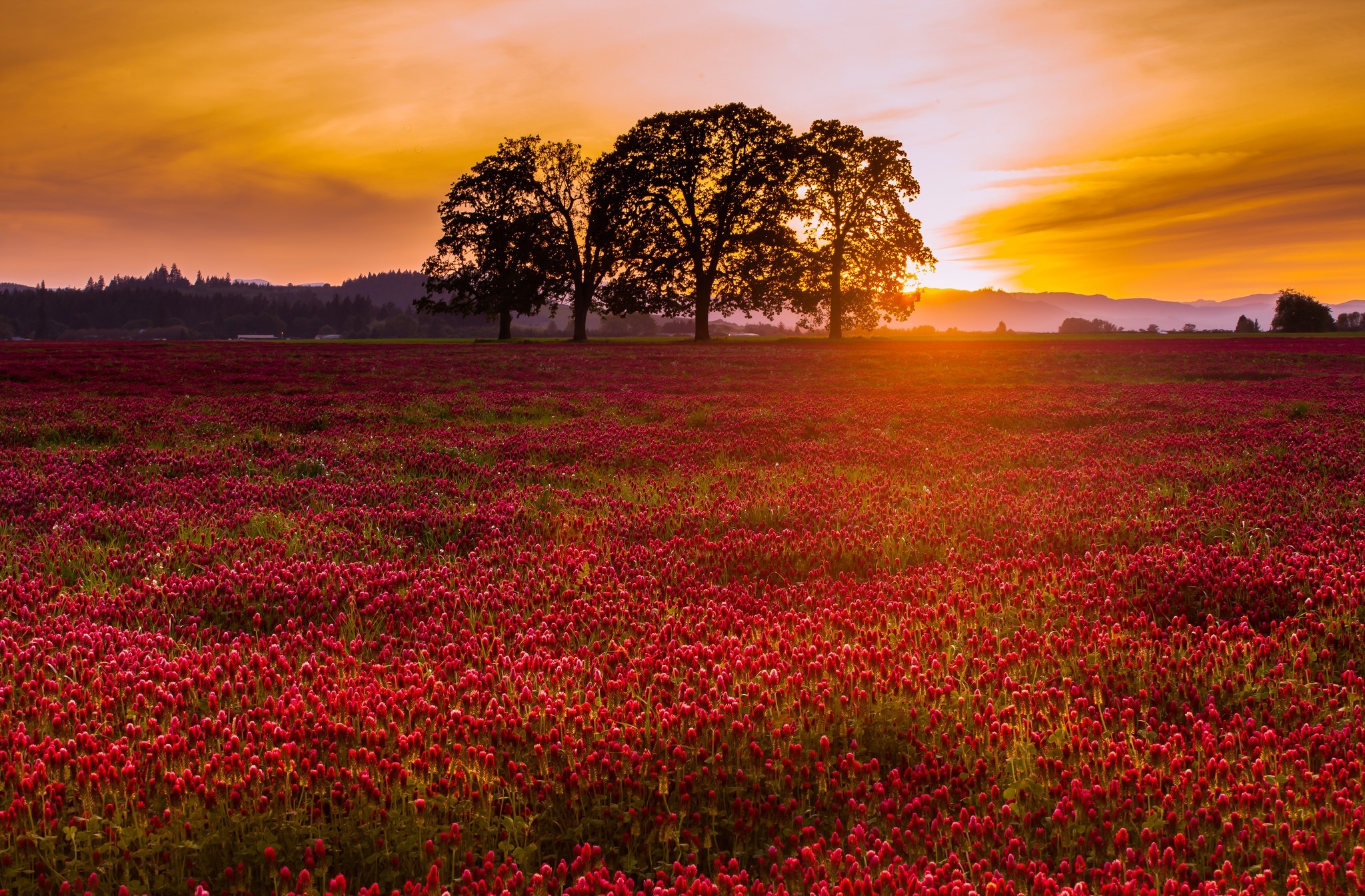 Download Field Flower Nature Sunset HD Wallpaper