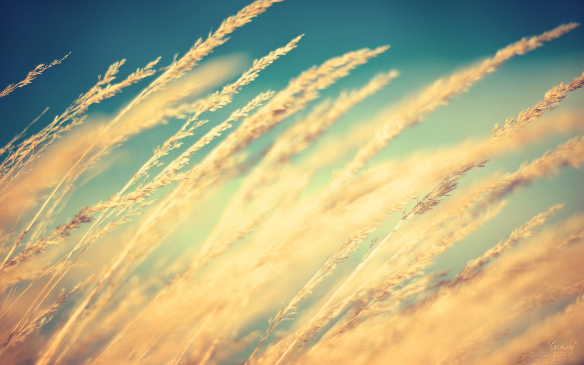 Download Photography Macro HD Wallpaper