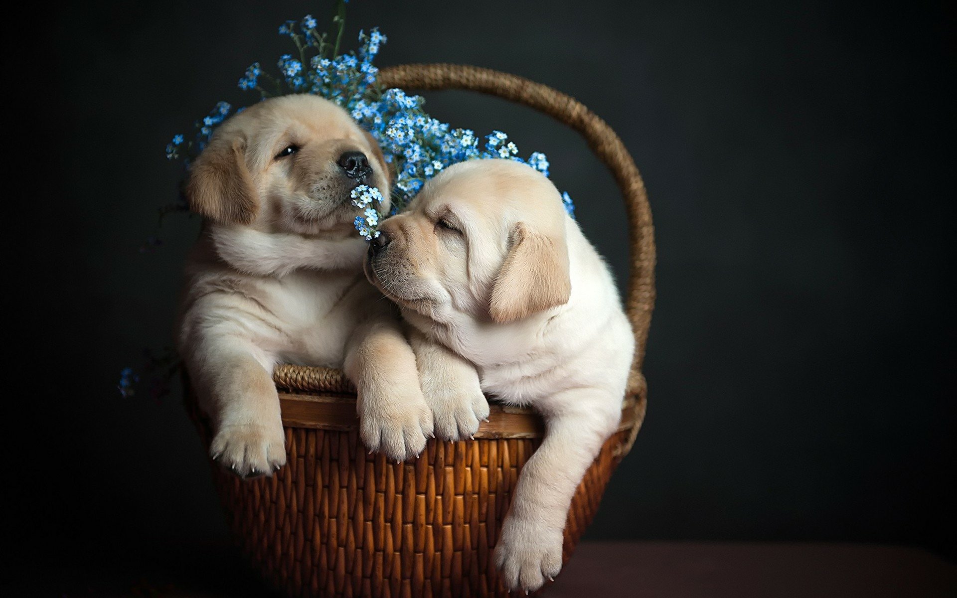 Köpek Yavrusu HD Duvar kağıdı Arka plan 1920x1200
