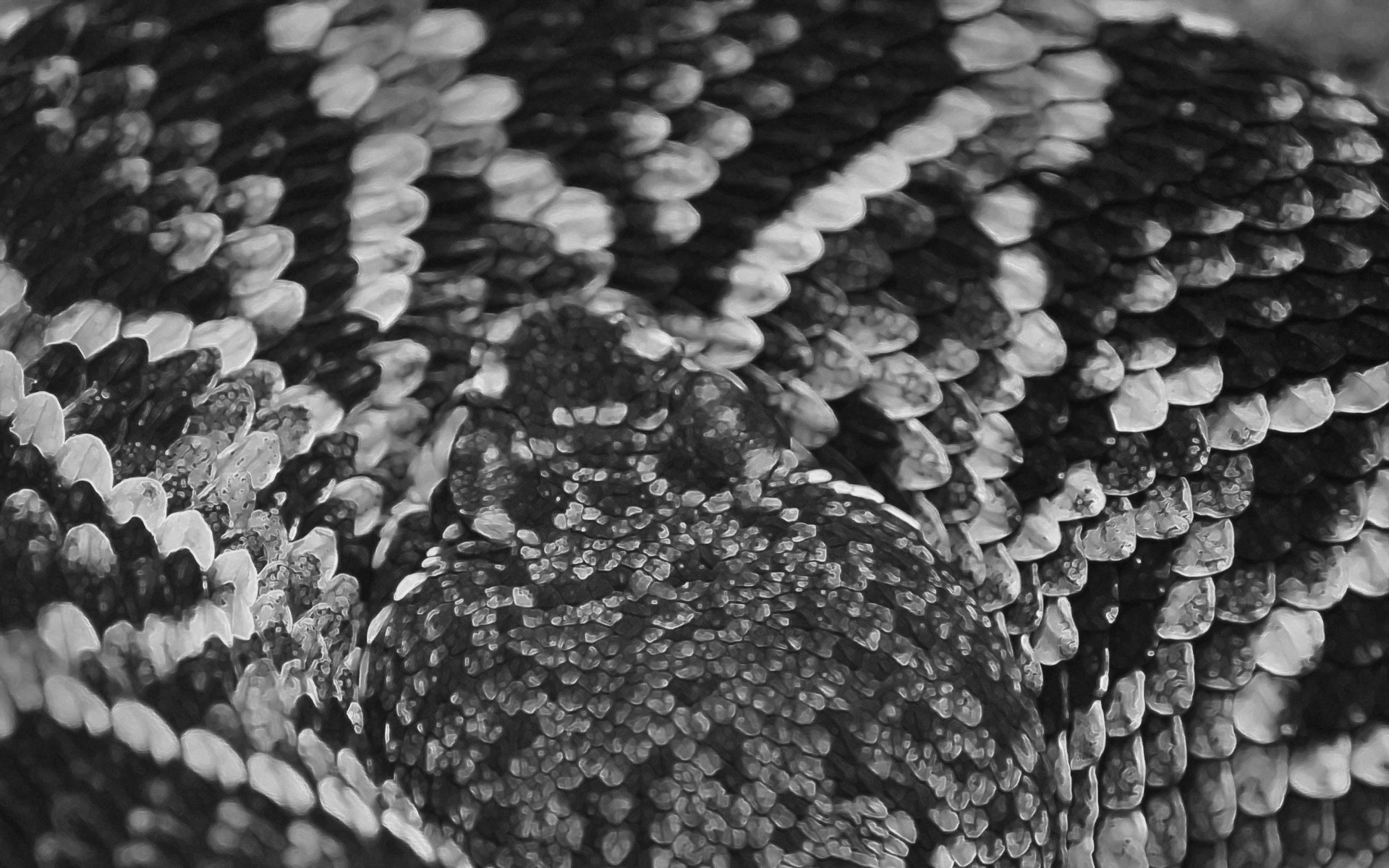 Download Animal Eastern Diamondback Rattlesnake HD Wallpaper