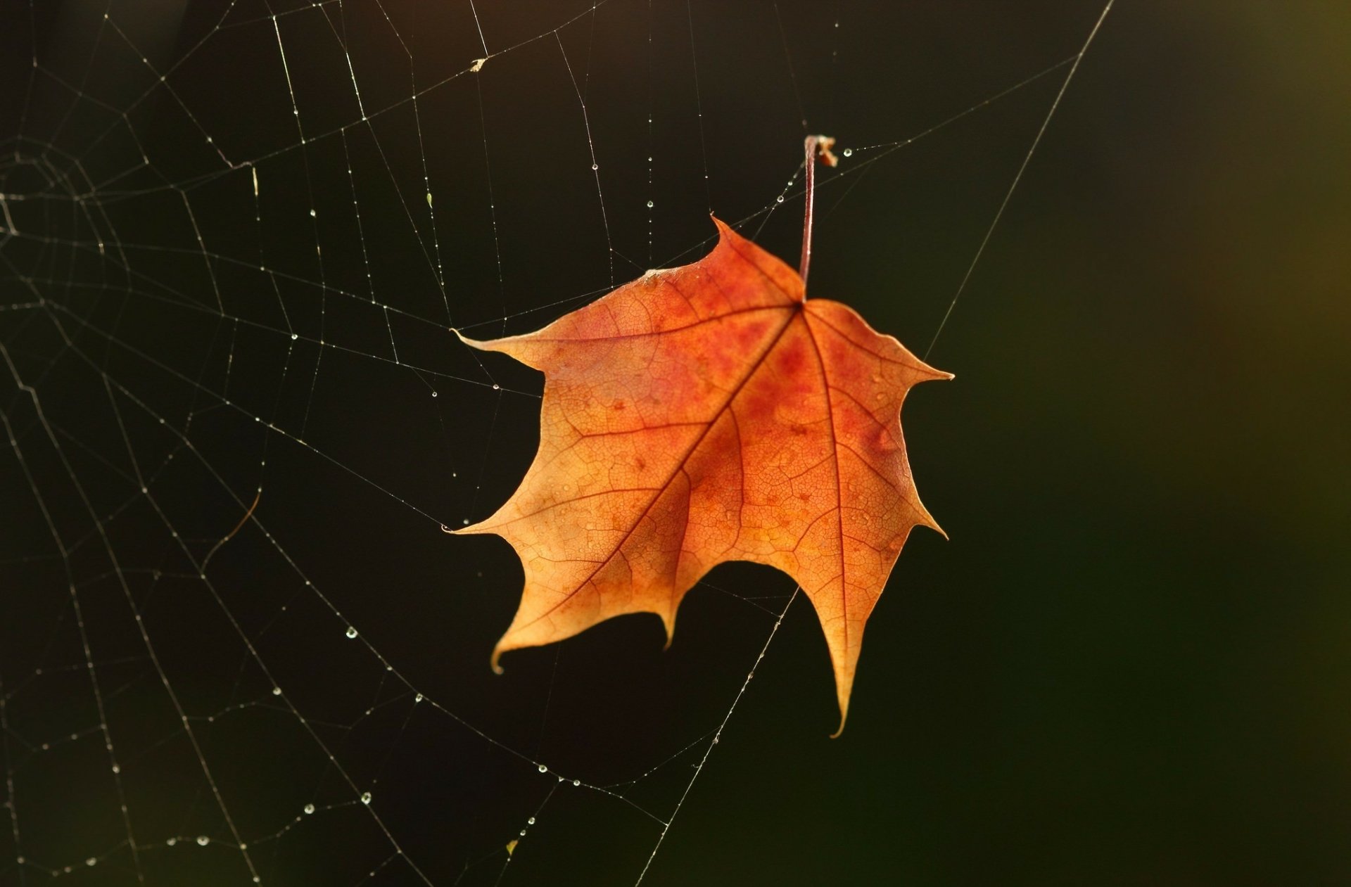 Download Dew Fall Spider Web Nature Leaf HD Wallpaper