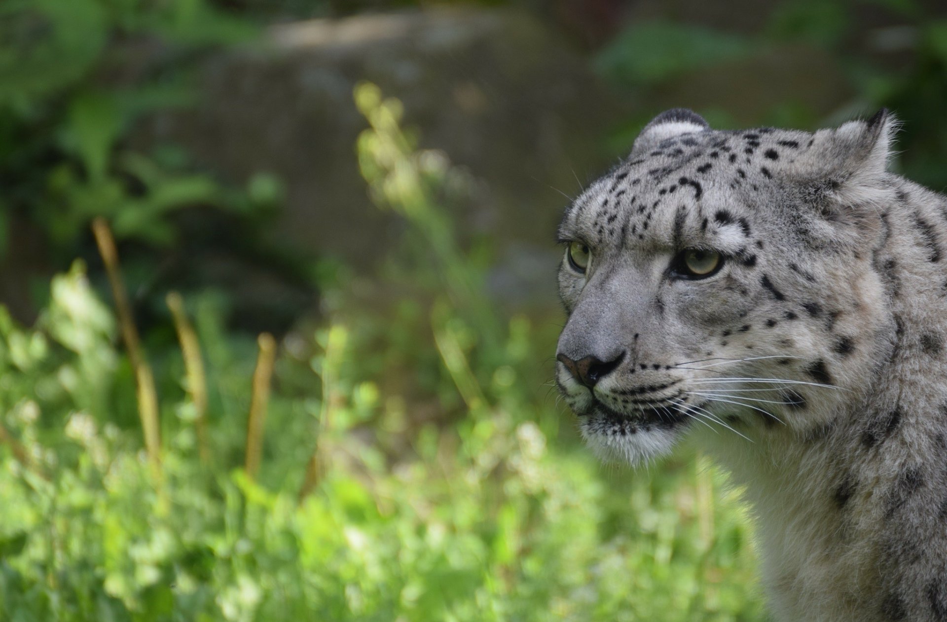 Download Head Animal Snow Leopard HD Wallpaper