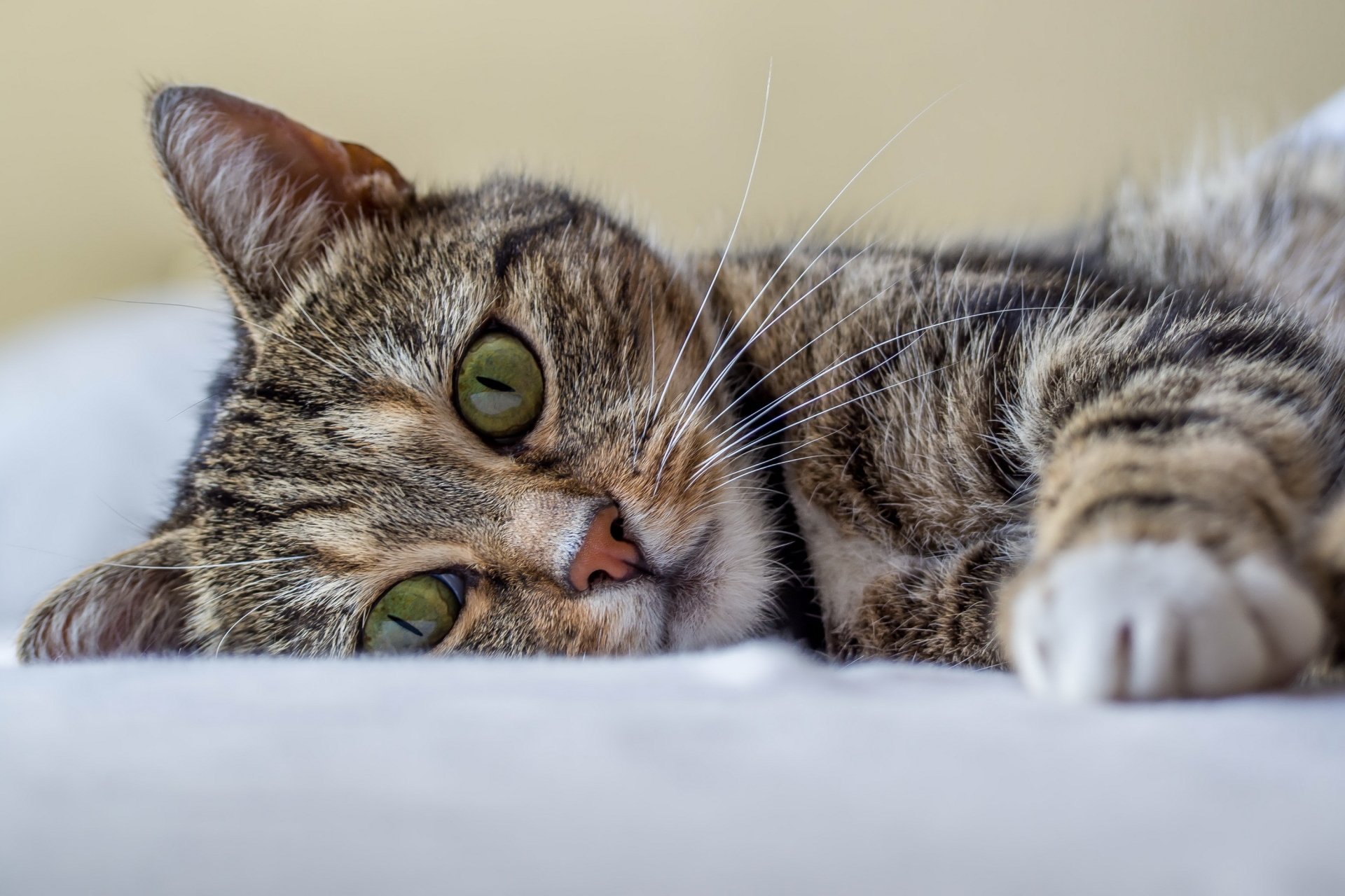 A close-up of a relaxed tabby kitten with striking green eyes, lying comfortably on a soft surface. This HD image makes a charming animal-themed desktop wallpaper.