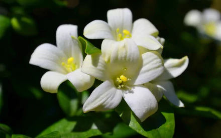  Murraya paniculata – Orange Jasmine or Jessamine, Satinwood