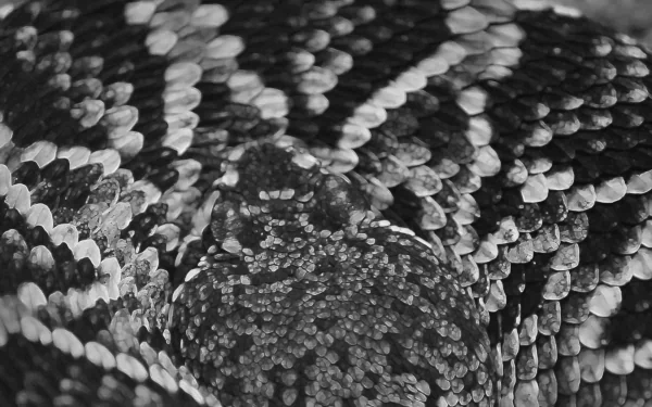 Animal eastern diamondback rattlesnake HD Desktop Wallpaper | Background Image