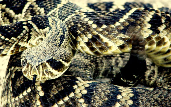 Animal eastern diamondback rattlesnake HD Desktop Wallpaper | Background Image
