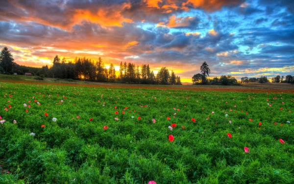 HD PC desktop wallpaper: vivid sunset over a wildflower meadow with scattered trees and a distant house under a dramatic cloud-filled sky.