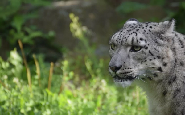 head Animal snow leopard HD Desktop Wallpaper | Background Image