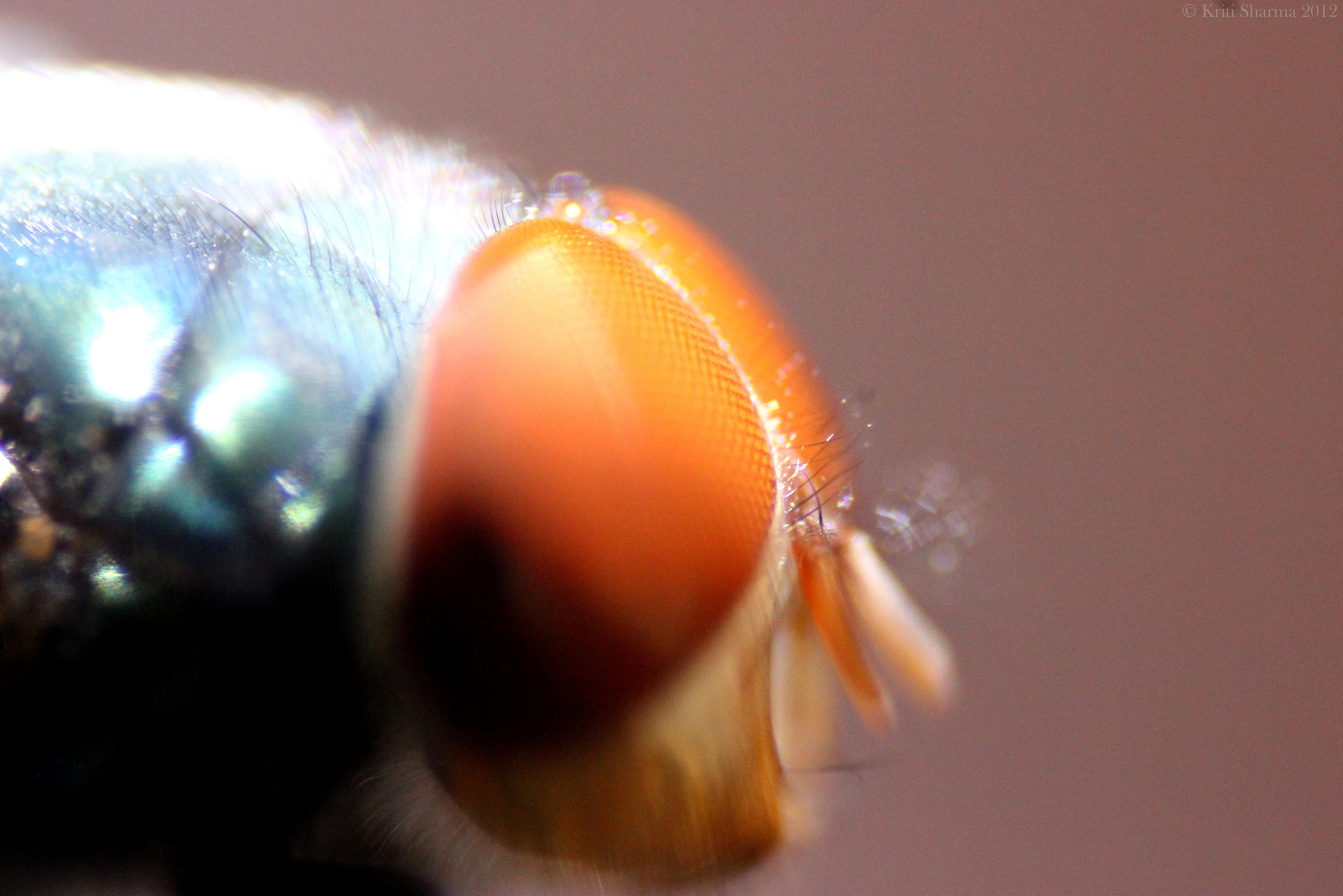 Insect 4k Ultra HD Wallpaper | Background Image | 5200x3467