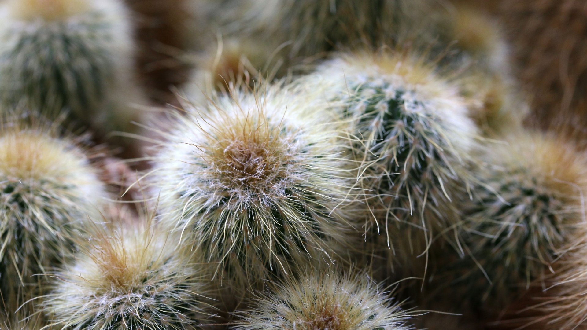 Download Nature Cactus 4k Ultra HD Wallpaper