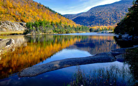 forest nature reflection HD Desktop Wallpaper | Background Image