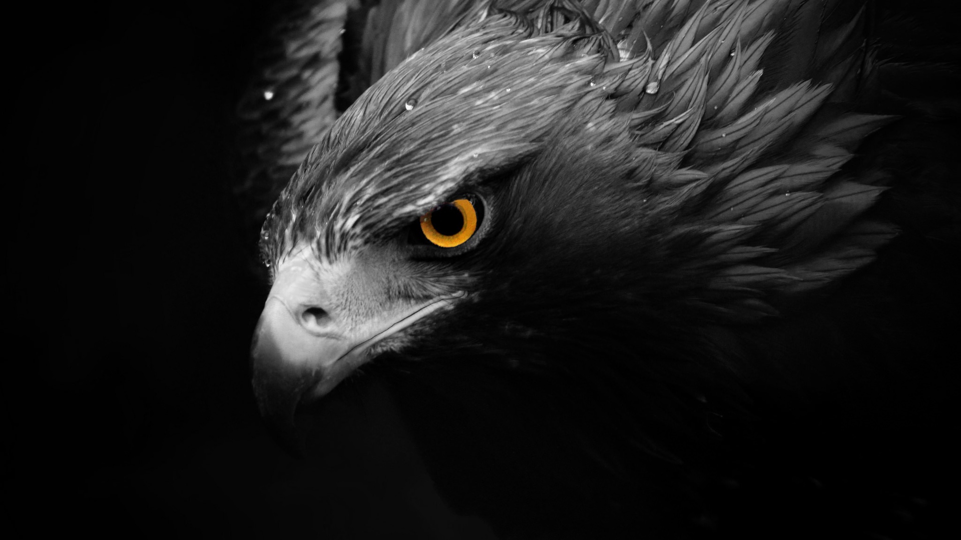  Eagle  HD Wallpaper  Background Image 1920x1080 ID 