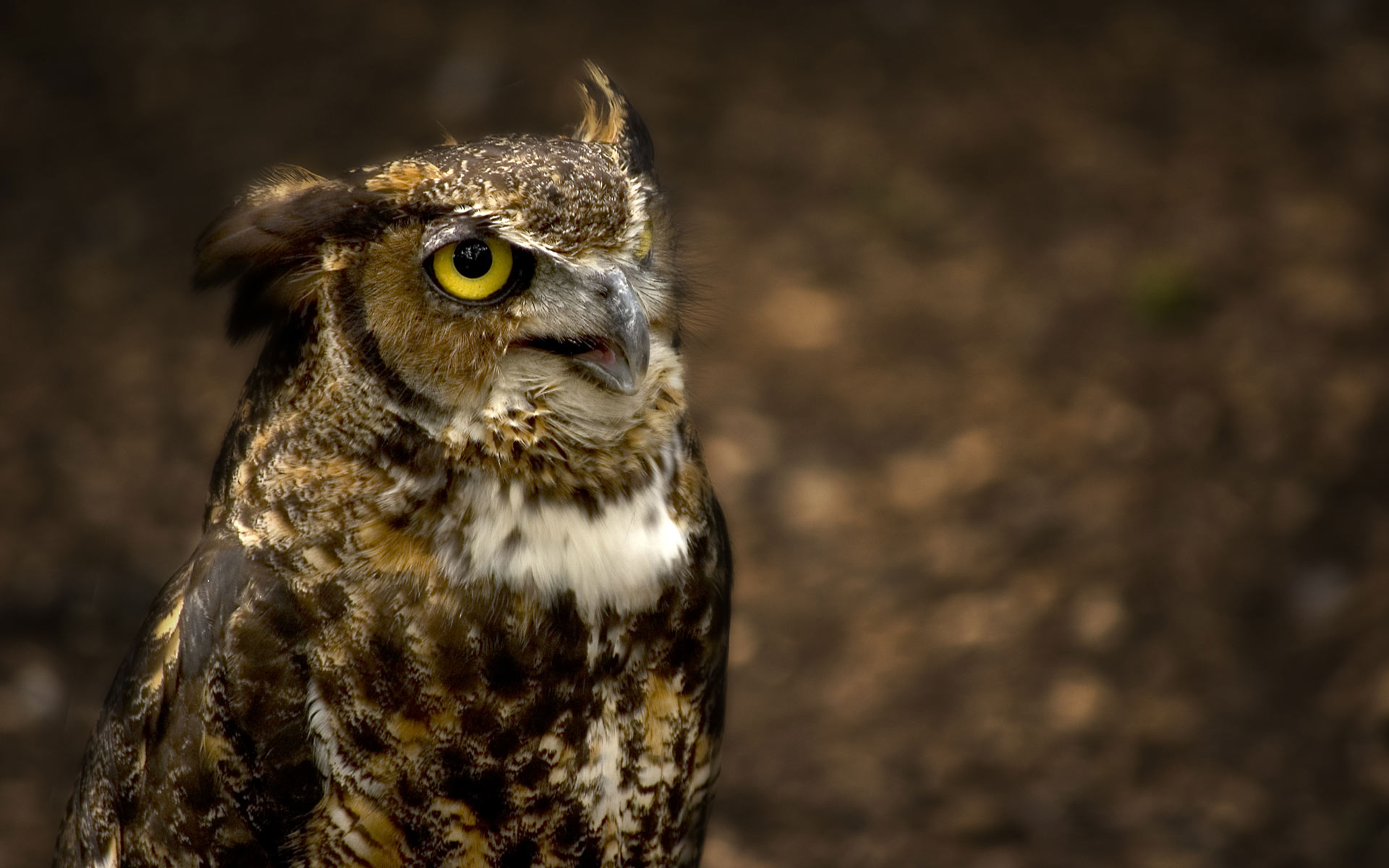 Animal Owl HD Wallpaper