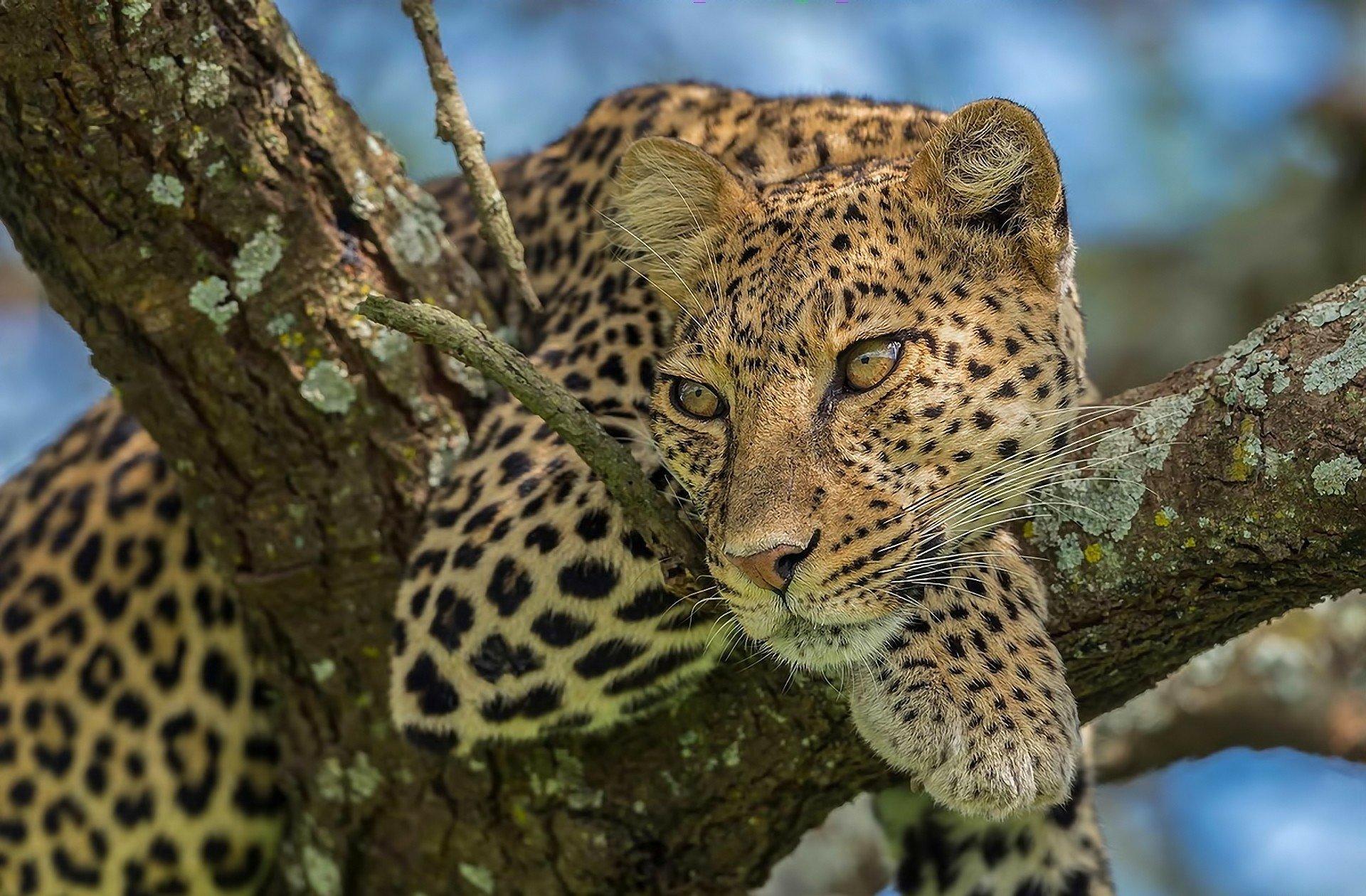 HD PC desktop wallpaper/background: a leopard (animal) lounging on a lichen-covered tree branch, its golden eyes alert against a soft blue sky.