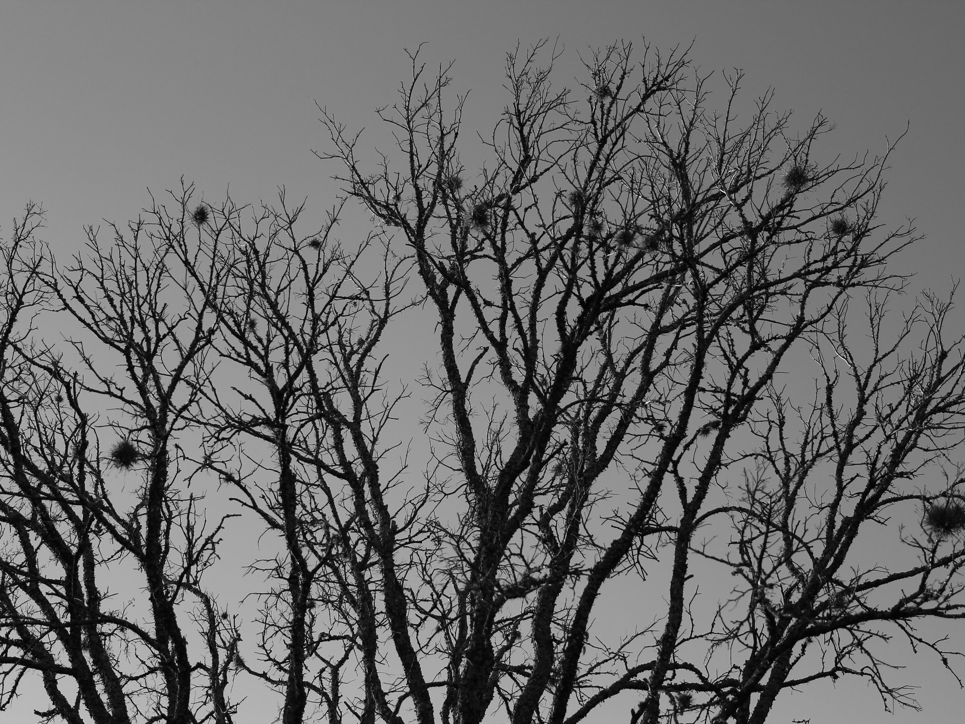 Download Nature Branch HD Wallpaper by Zachary