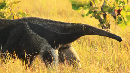 Giant Anteater