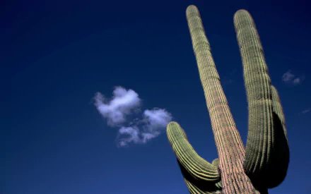 nature cactus HD Desktop Wallpaper | Background Image