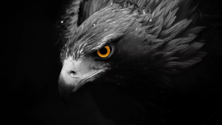 A striking close-up of an eagle, its sharp gaze highlighted by a vibrant yellow eye against a dramatic black and white background, serving as an impactful HD desktop wallpaper.