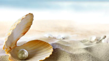pearl nature shell HD Desktop Wallpaper | Background Image
