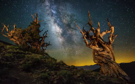 A stunning HD wallpaper showcasing the Milky Way galaxy illuminating a starry night sky, framed by ancient, gnarled trees that add a touch of mystery to the sci-fi ambiance.