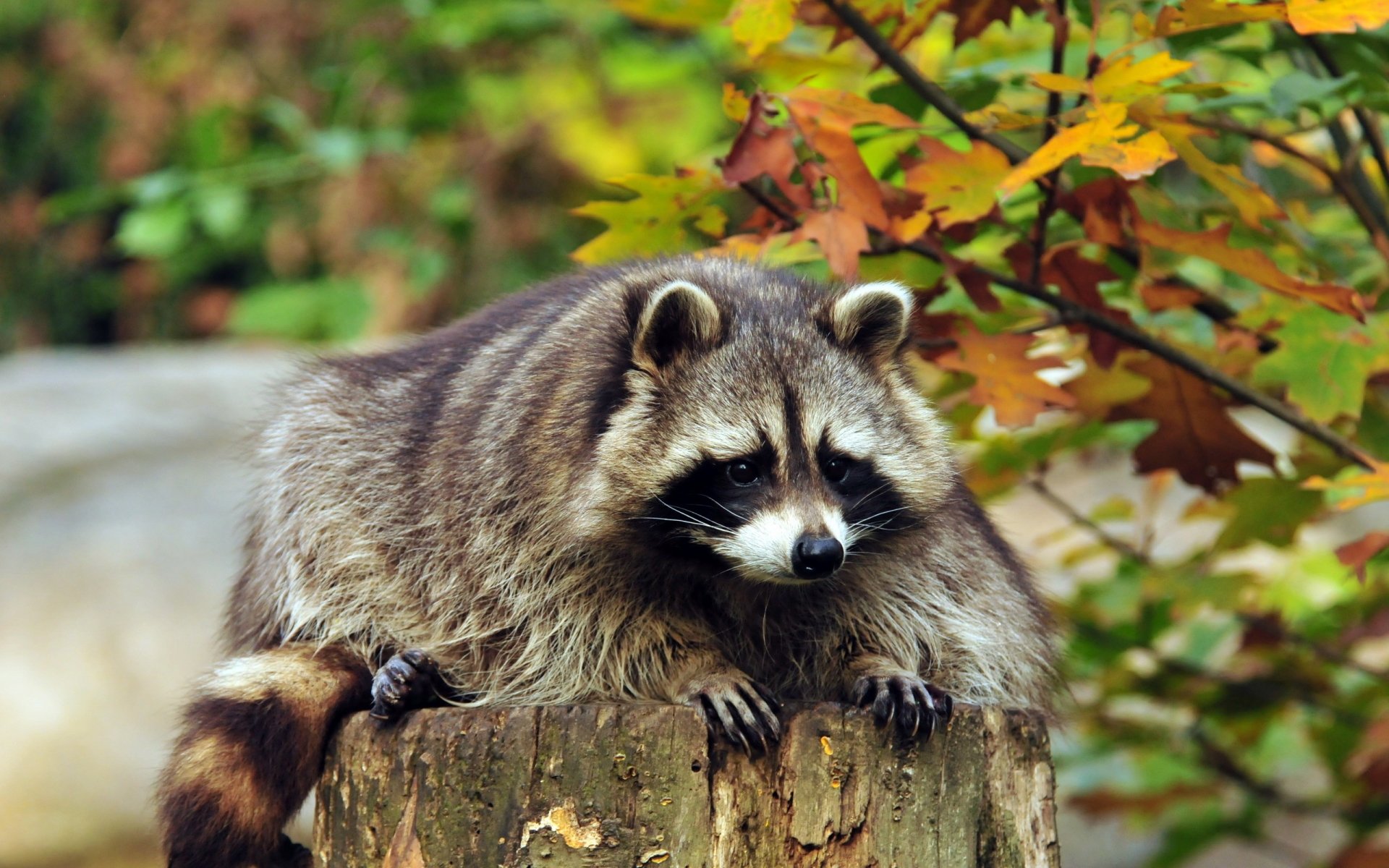 Raton Laveur Fond d’écran HD | Image | 2560x1600