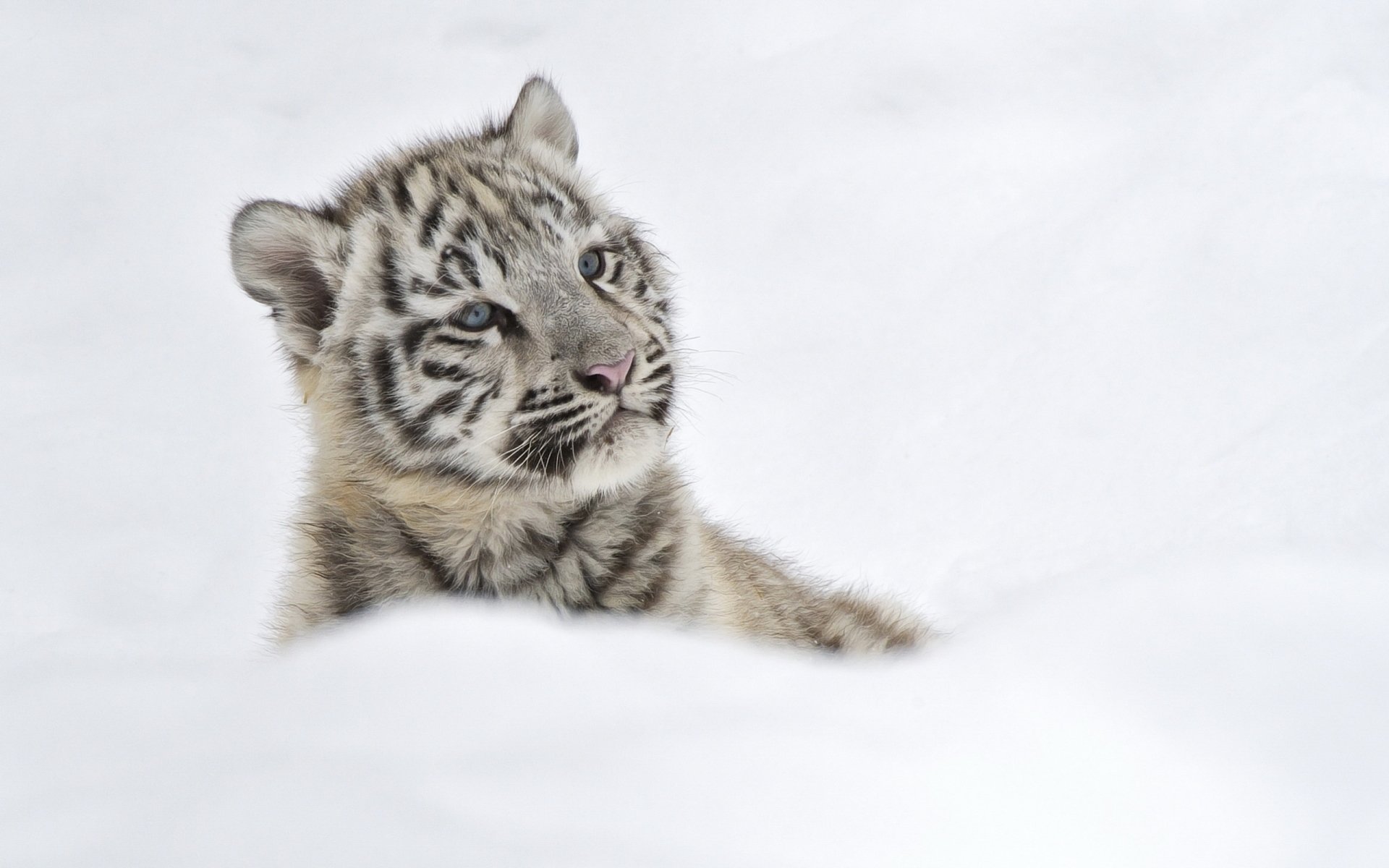HD desktop wallpaper featuring a white tiger cub looking curiously to the side, set against a minimalist snowy background.