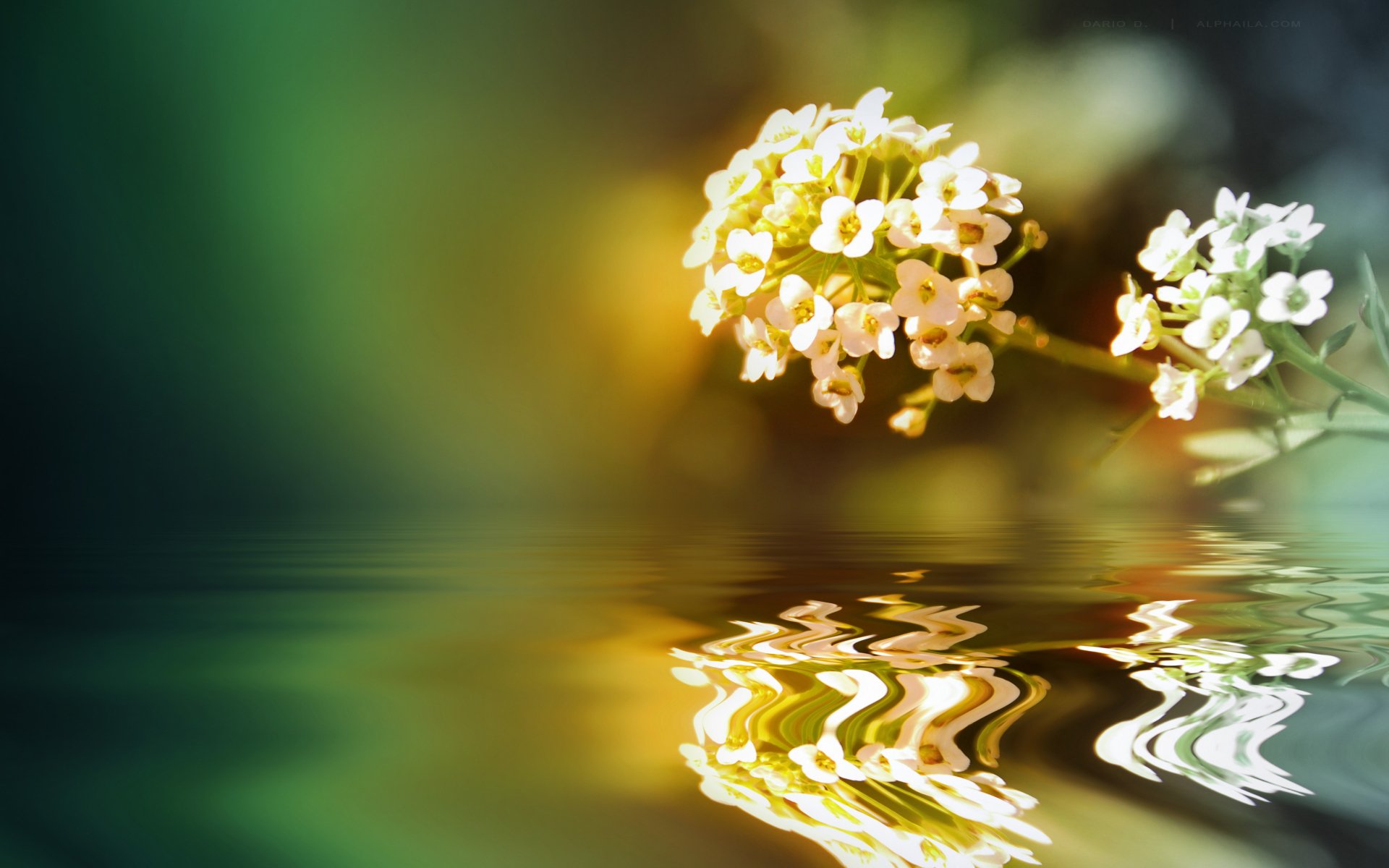 Download Nature Flower 4k Ultra HD Wallpaper