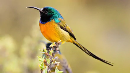 A vibrant orange-breasted sunbird perches on a branch, showcasing its colorful plumage against a softly blurred background, creating a stunning HD desktop wallpaper.