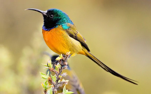 A vibrant orange-breasted sunbird perches on a branch, showcasing its colorful plumage against a softly blurred background, creating a stunning HD desktop wallpaper.