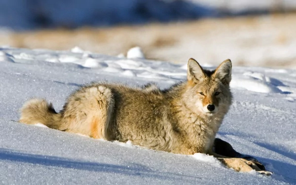A serene coyote lounges on a snowy landscape, showcasing its beautiful fur and alert expression, making a stunning HD desktop wallpaper and background.