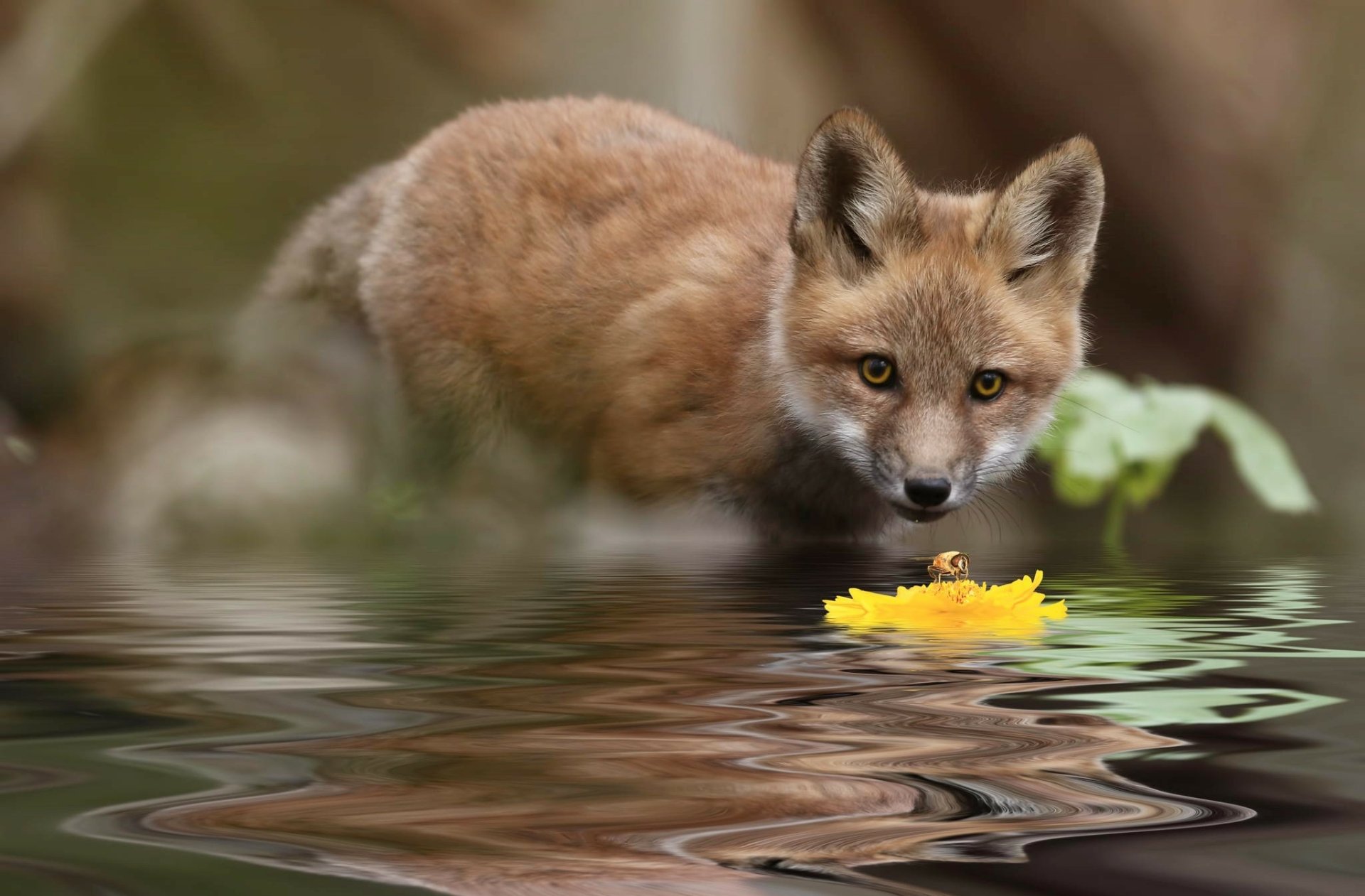 Se puede tener un zorro como animal de compañia? - Foro Coches