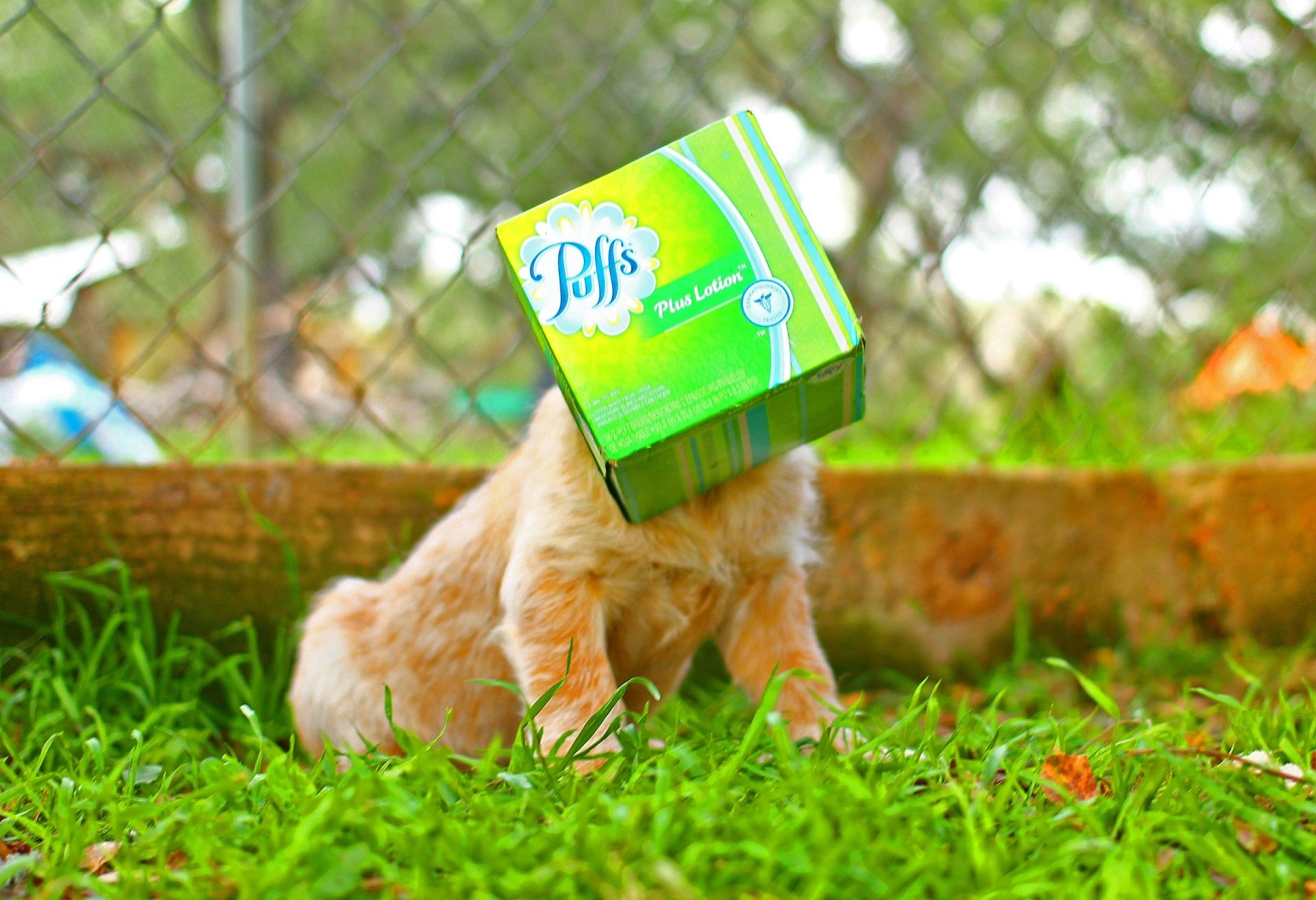 Mugsy in trouble! by Zachary