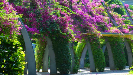 A vibrant display of purple bougainvillea vines drapes over architectural arches, creating a colorful walkway in Brisbane’s grand arbour, surrounded by lush greenery.