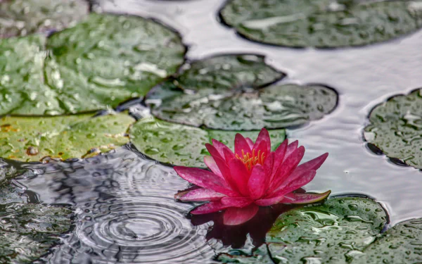 nature water lily HD Desktop Wallpaper | Background Image