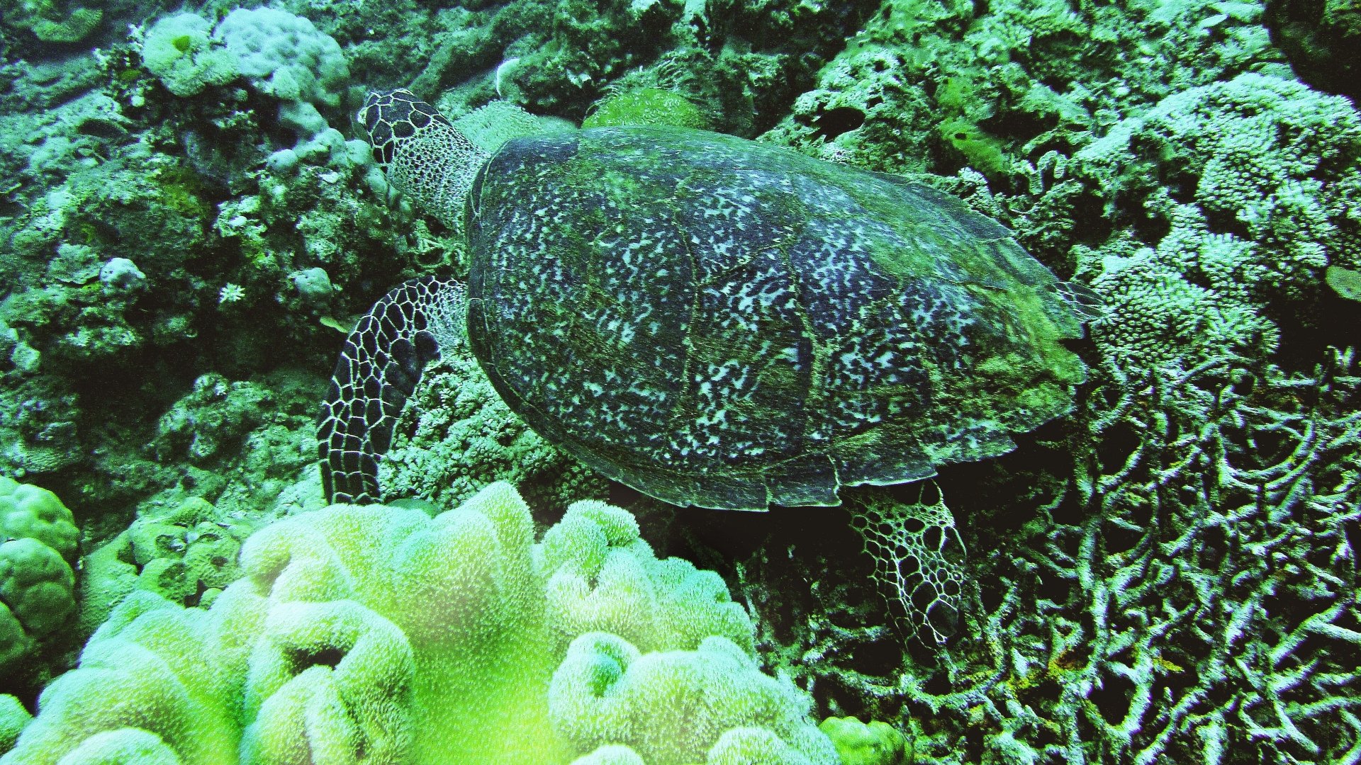 Download Animal Turtle 8k Ultra HD Wallpaper