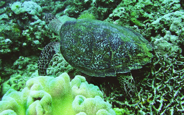 Animal turtle HD Desktop Wallpaper | Background Image